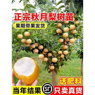 �������������ڼ޽����������ͥԺ���Թ������ϱ������ԷNֲ