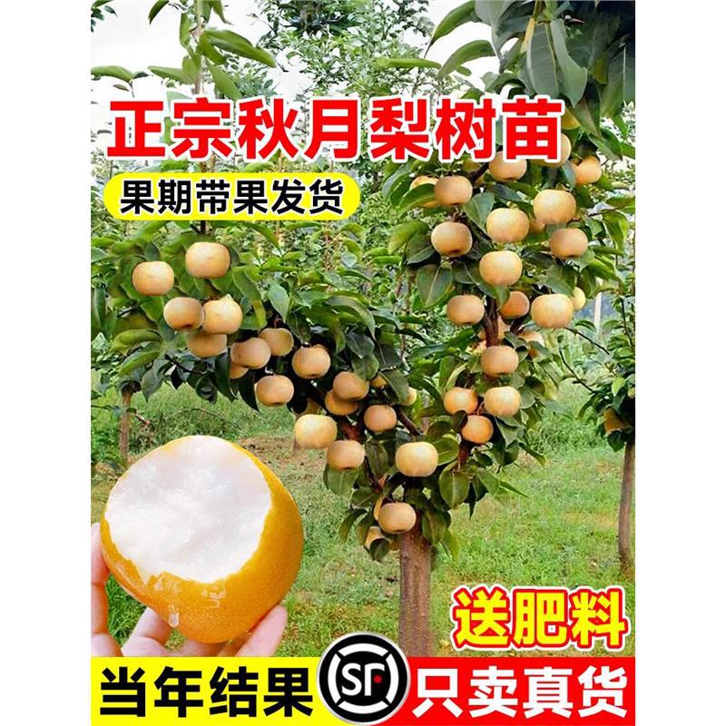 秋月梨树果苗正宗嫁接苗翠冠梨活苗庭院地栽果树苗南北方盆栽种植