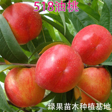 特早熟黄肉油桃苗 518油桃苗 嫁接桃苗果树苗 油桃树苗南方北方种