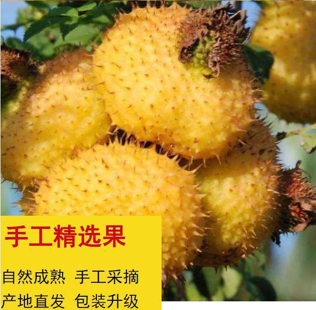vc水刺梨发应季野生新鲜5摘现刺梨维果现泡酒斤鲜果刺梨贵州特产-阿里巴巴