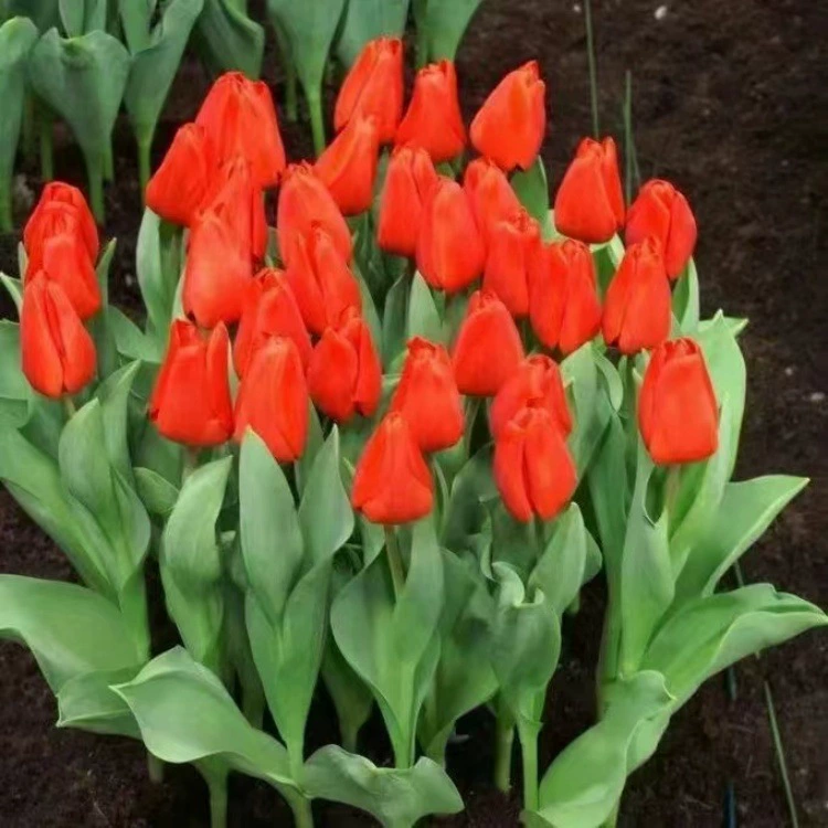 Доставка рассады тюльпанов, цветущие сорта различных луковиц тюльпанов, цветы для парков и дворов, рассада тюльпанов