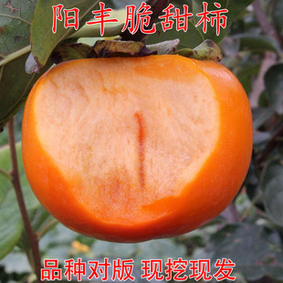 �ձ�������Ә���S�������޽����Ә����ش��������Ϸ������Nֲ