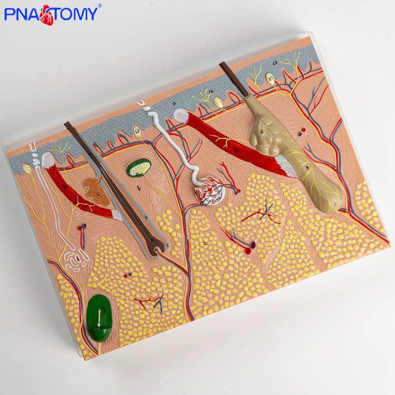 Physiological skin structure, cosmetic postoperative mold, anatomy