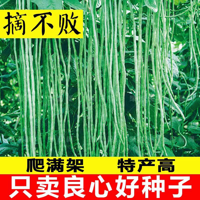 28-2 Picking the unbeaten long bean seeds cowpea seeds vegetable…