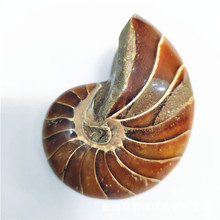 天然水晶玉化螺摆件化石古生物鹦鹉螺原石矿物工艺品摆件