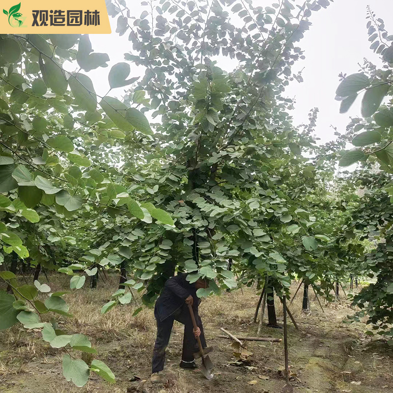 Sycamore Saplings, Sichuan Gardens, Municipal Roads, Parks, Residential Areas, Courtyard Planting, Street Trees, Seedlings, Woody Plants, Bauhinia