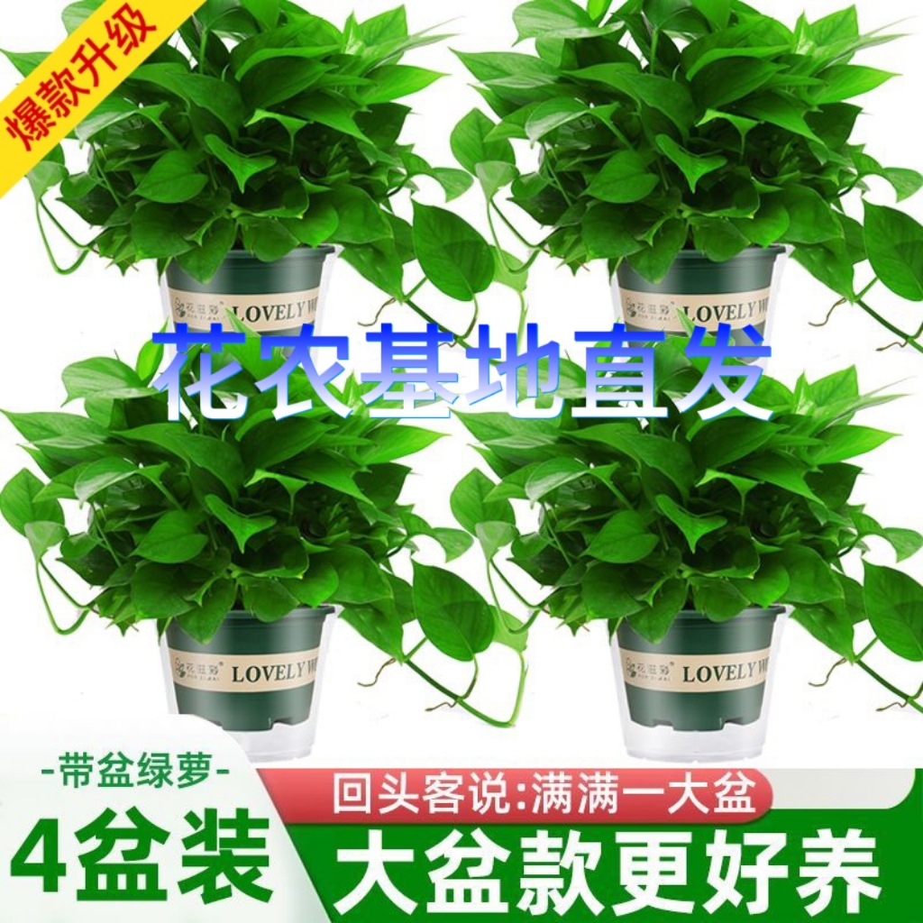 商品图