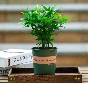Hydroponic Bamboo Green Plant, Long-Lasting Bamboo Potted Plant, Mosquito Repellent Bamboo Soil Plant, Indoor Living Room, Easy to Maintain, Evergreen Desktop in All Seasons