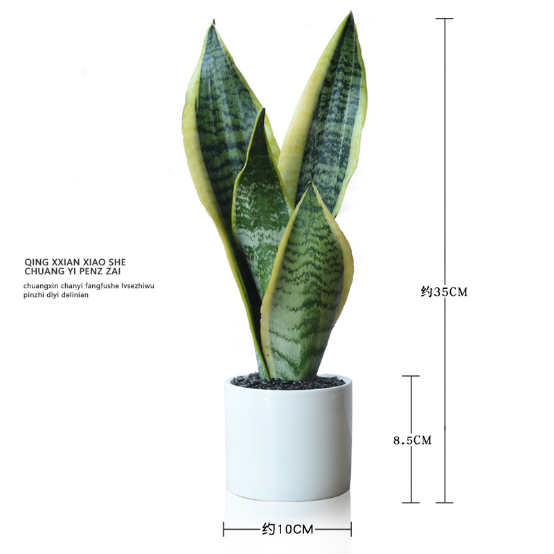 Viento nórdico jade blanco tigre orquídea purificación de aire flor absorción formaldehído planta verde de prevención de la radiación de oficina planta en maceta de sombra