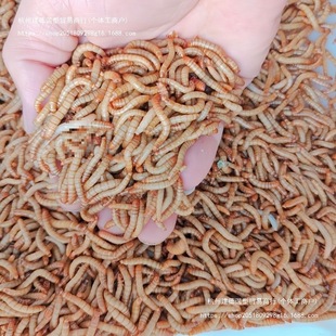 Live Mealworms, Yellow Mealworms, Live Arowana, Turtles, Hamsters, Mealworms, Starlings, Starlings, Baby Lizards