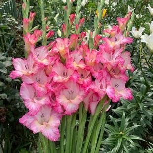 10-Ball Imported Gladiolus Bulbs Perennial Garden Potted Easy-To-Live Heat-Resistant Long-Flowering Mini Gladiolus