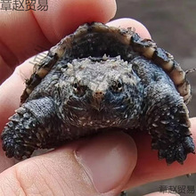 ����С���������������͹��ӷ�ʳ���ˮ��С�ڹ������������