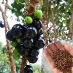 【嘉宝果种子】四季播种阳台盆栽小院种植高产水果沙巴嘉宝果种子