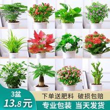 �G�}ˮ��Gֲ�������҃Ȱlؔ�主�F���ľG�j���ɶ��⻨���ļ����B