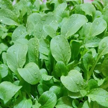 uë˷NӷNļСײͲϺ߲˲Ѳ˷NݴȫѷN