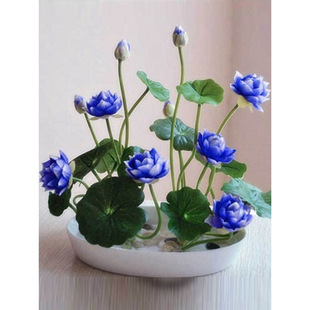 Four-Season Flowering Hydroponic Plant Water Lily Aquatic Bowl Lotus Flower Potted Seeds Indoor Four-Season Easy-To-Live Water-Raised Lotus