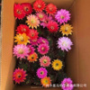 [Direct supply of the base] Dahuacai Grassfree Flower Flower Fairy Ball Multi -Flower Flower Flower Potted Flower