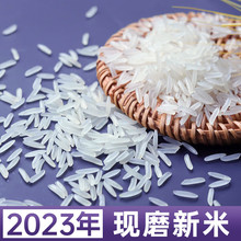 ��������x�z����؈����10�ﾫ�b �������� �i�׵�������L������