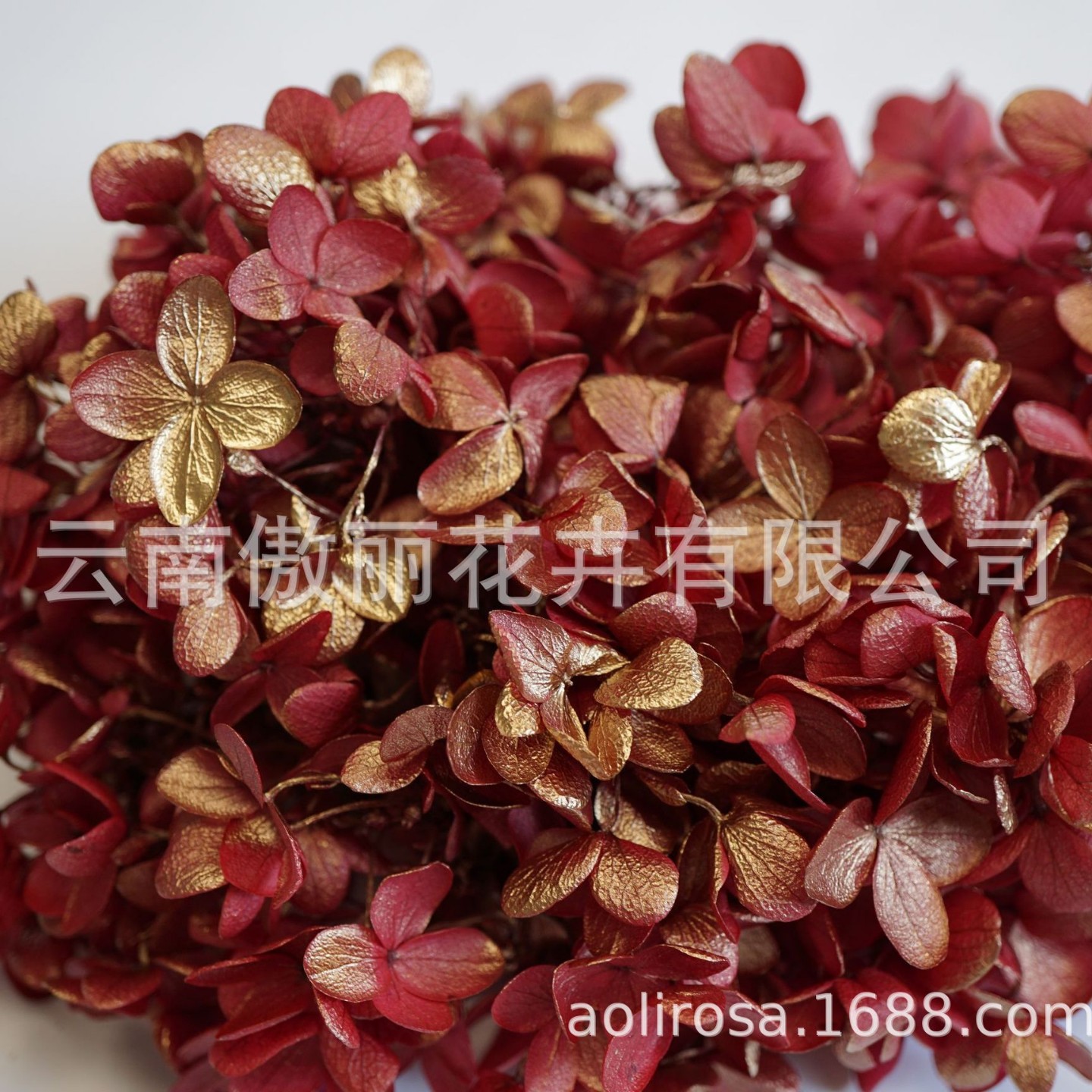 Grado A gradiente de madera Hortensia gradiente Hortensia flor eterna unicornio flor seca Hortensia flor eterna al por mayor