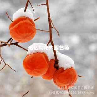 ѩ���Ә���޽����Ә��籬��ܛ���Ә����Ϸ������Nֲ����Y������