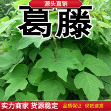 葛藤种子葛根爬山虎牵牛花油麻藤山边坡矿区绿化护坡爬藤植物种籽