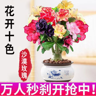 �ذ��ɫɳĮõ�廨�������ļ������Ϙ�ֲ���҃��̨���_�辰���B