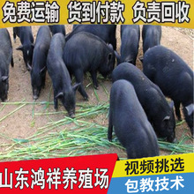 山东藏香猪大型养殖基地 现货促销20-30斤的优质藏香猪苗 品种优