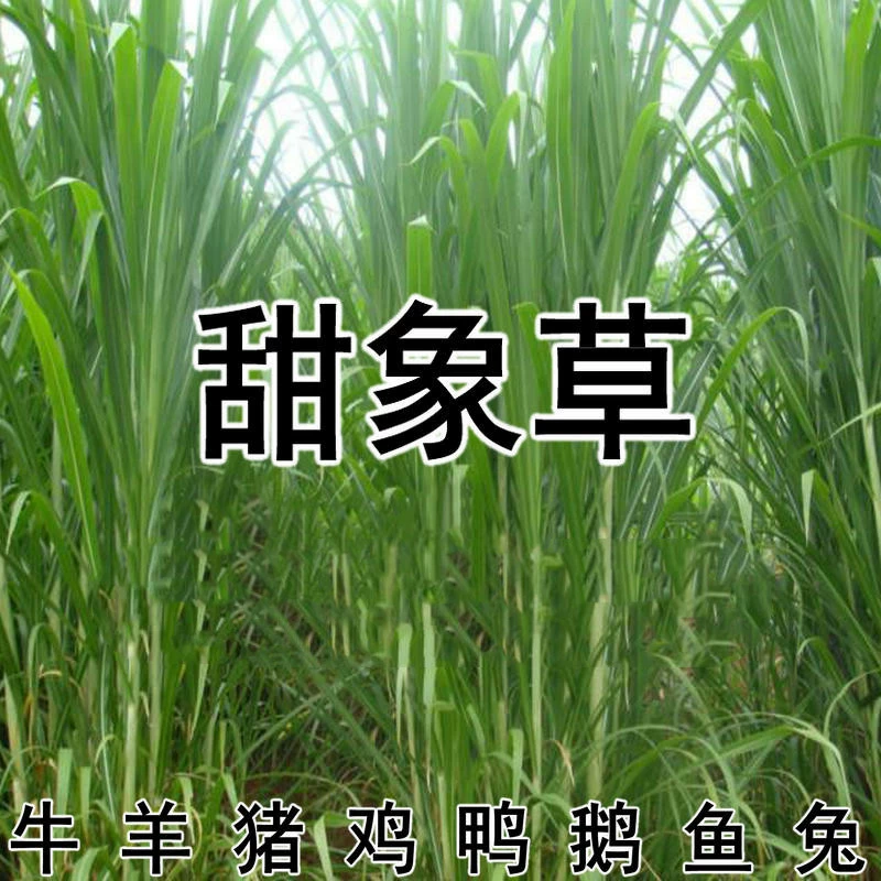 Тайвань сладкий слон трава семеноводство животноводство многолетние семена четыре сезона крупного рогатого скота поле слон трава корм для крупного рогатого скота семена травы