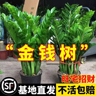 ���X������ֲ���҃ȿ͏d��Gֲ���B�����k������ؔ��u�X����ֲ��