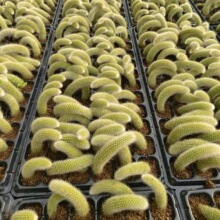 九尾狐猴尾柱5-10cm穴盘苗长毛多肉植物仙人掌类软毛垂钓植物