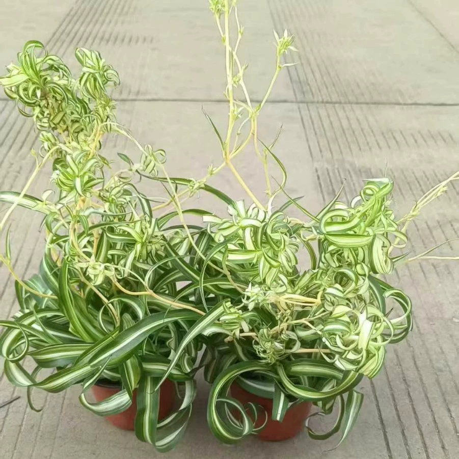 Хлорофитум в горшке «Лента» для подвесных растений на балконе, теневыносливое и легкое в уходе, поглощающее формальдегид комнатное зеленое растение.
