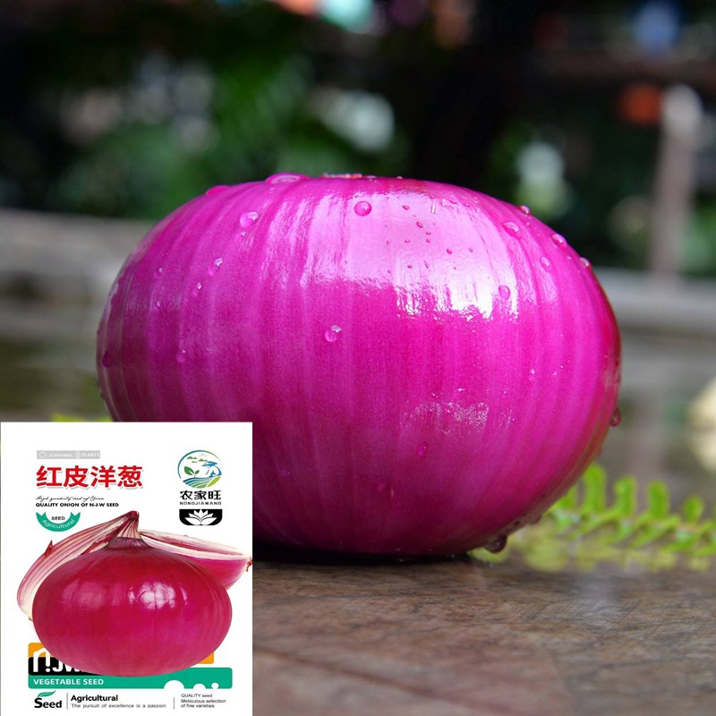 红皮洋葱种子种植特大紫红色圆葱盆栽蔬菜四季种子厂家批发