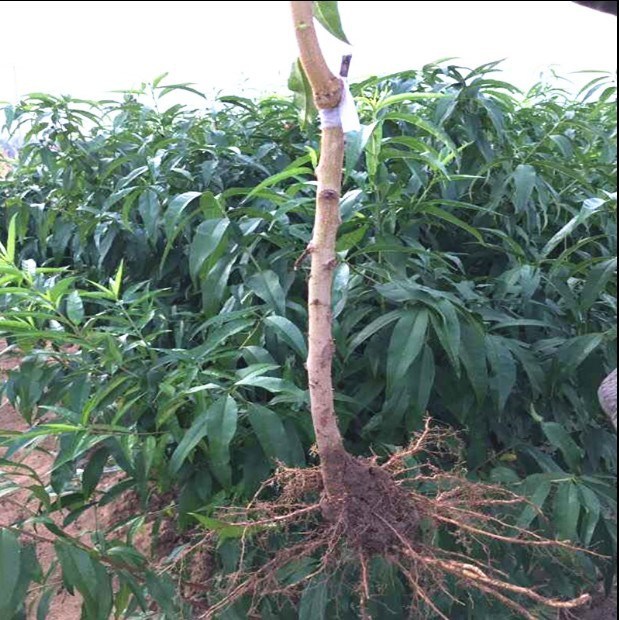 特大冬桃树果苗桃树嫁接苗油桃黄桃子树苖桃苗盆栽果树果苗早熟苗