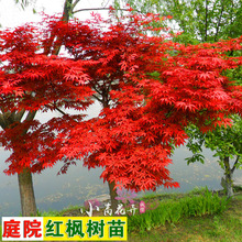 �ձ��t������༾�Ї��tͥԺ�t�輧�G��ֲ����ľ�G����ľ�L����