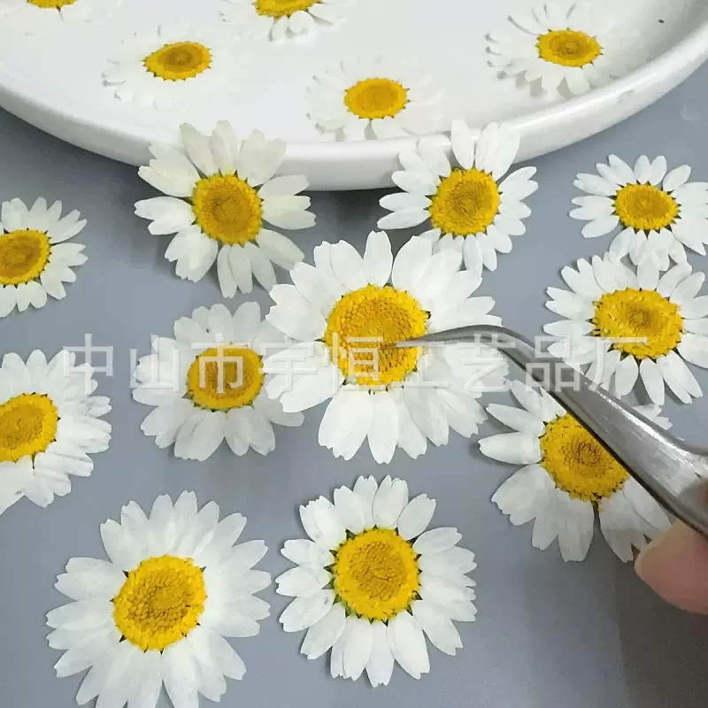 原色白晶菊押花雏菊压花手工标本花蜡烛滴胶花材料幼儿diy批发贴