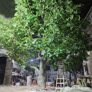 �ɻ����|���͹�ˇ���ͷ���˶���Gֲ�̈��Ƶ��b٘�