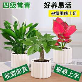 绿萝盆栽办公室内客厅除甲醛桌面好养活花卉小绿植发财树水培植物