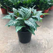 银皇后 银皇后品牌 图片 价格 银皇后批发 阿里巴巴