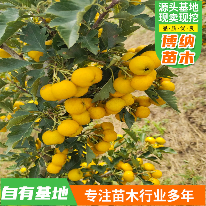 南方北方四季种植当年结果苗果树苗新品种无籽甜歪把山楂树苗