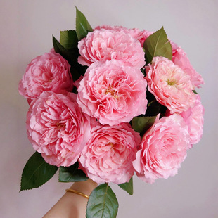 һ�����l��÷�����၆õ�廨���������̨���@�ļ��_�л��¼��͕�