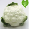 PU cauliflower (white)