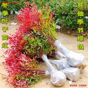 �������������ͥԺ���ܾGֲ�G����ľ�t�����̨�����ͺ��ļ�ֲ��