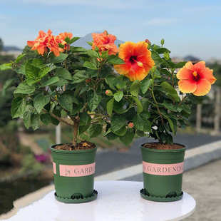 ľ�Ȼ������ذ��M�ڵ�����ɣ��������ļ��_��ֲ���̨�҃Ȼ���