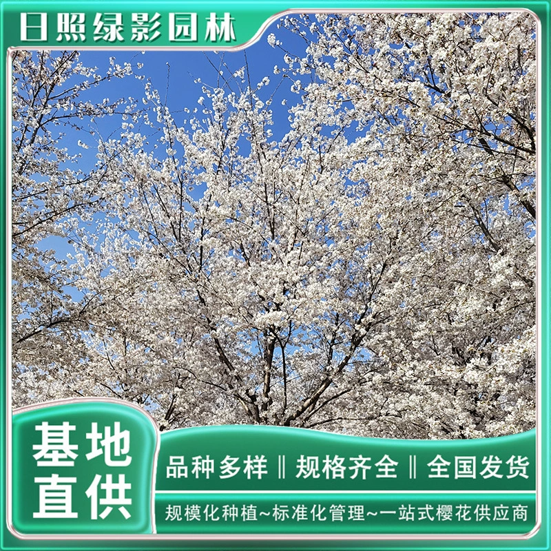 Стержень высотой 3 см хорошо окрашивает вишню Йошино какой рынок База цветущей вишни Шаньдун хорошо окрашивает вишню Йошино прямые поставки