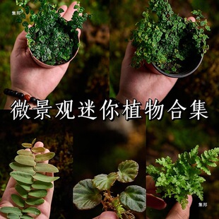 ��������������βާ޵���F��ާ��ʯ�m����΢���^����ֲ��