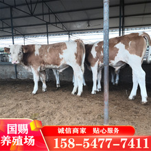 活牛出售小牛犢3-6個月西門塔爾母牛活體肉牛犢四川湖南魯西黃牛