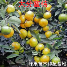 �������۽��� ���һ̖ ���4̖�۽��� �����۽����Ә��� ������