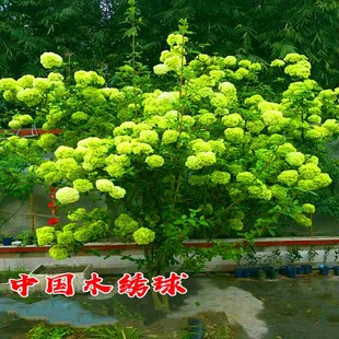 Hydrangea Saplings, Hydrangea Seedlings, Hydrangea Saplings, Eight Immortals Hydrangea Saplings, Hydrangea Saplings