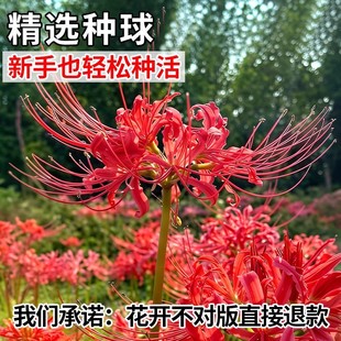 ʯ��˰����N������ɳ�A�N�Ӽt���Q�\ʯ��N�������̨ͥԺѿʯ��