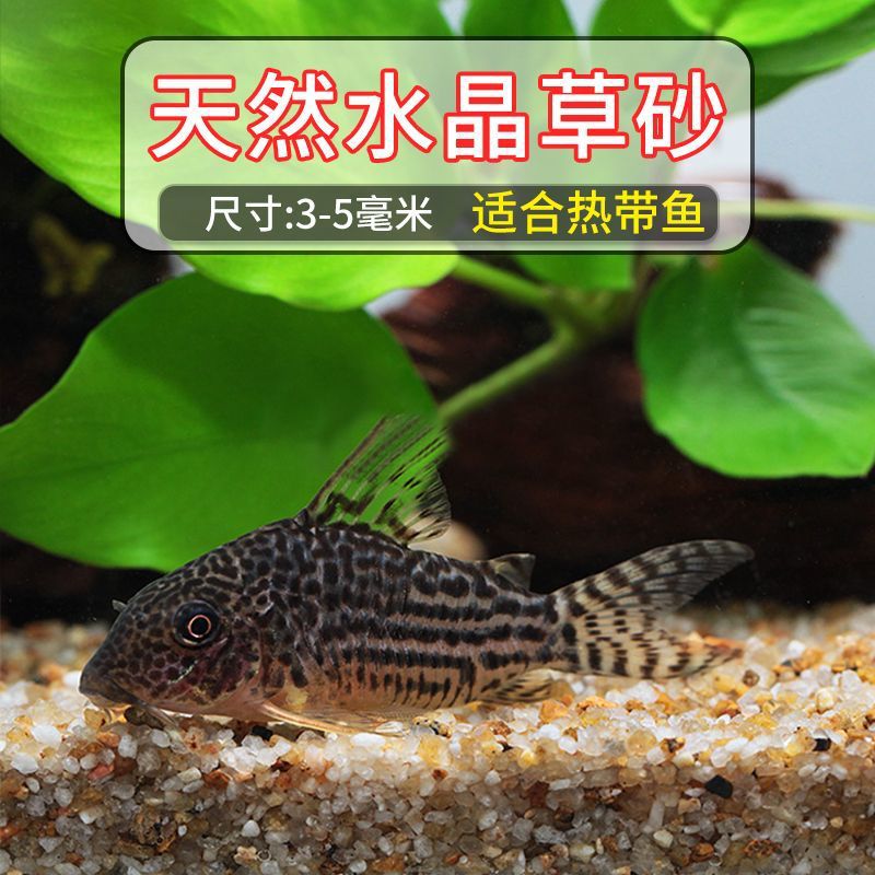 Crystal Grass sand large [3-5mm]]